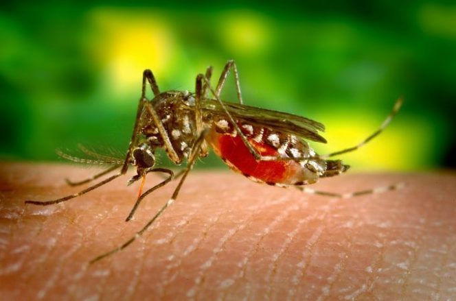 
					Mosquito-borne diseases has threaten World