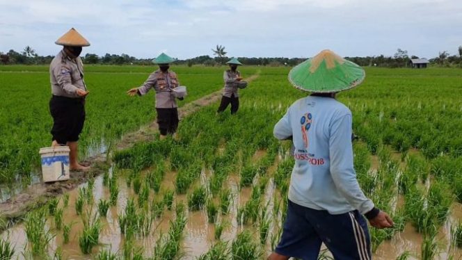 
					Kapolsek Gantung Terjun Langsung Bantu Petani Pupuk Lahan, Dukung Ketahanan Pangan