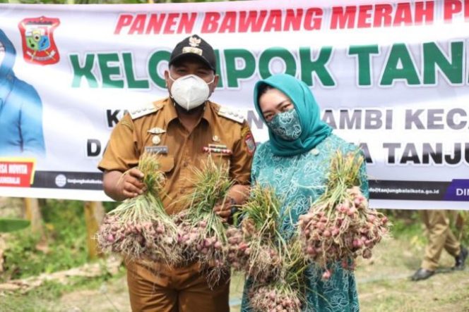 
					Wali Kota Tanjungbalai Panen Bawang Merah Bersama Kelompok Tani Maju