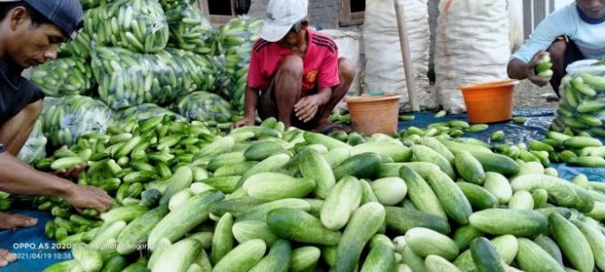 
					Jelang Ramadhan, Petani Sayuran Asal Cisaeur Desa Cimanggu Dua Sumeringah