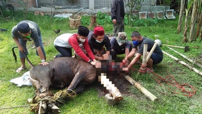 
					Yayasan Tunas Sinar Mandiri Sembelih Hewan Qurban 1 Ekor Sapi