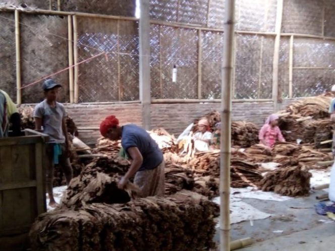 
					Sahabat Tino Memperhatikan Harga Tembakau Baik Basah Maupun Kering Berangsur Turun Petani Merugi