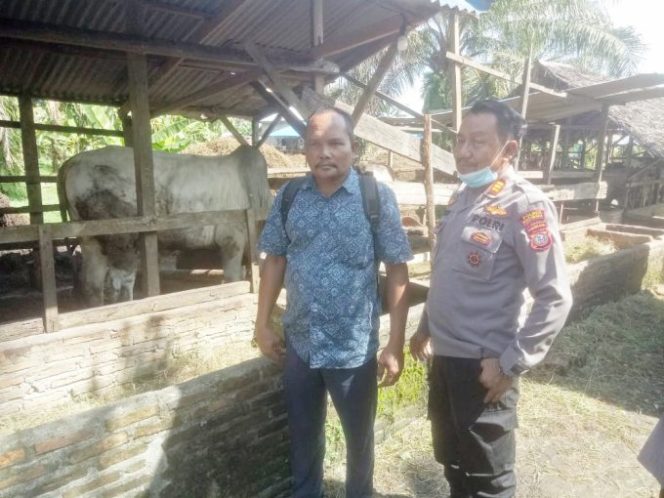 
					Cegah PMK, Polsek Indrapura Polres Batubara Beri Himbauan Kepada Peternak Lembu