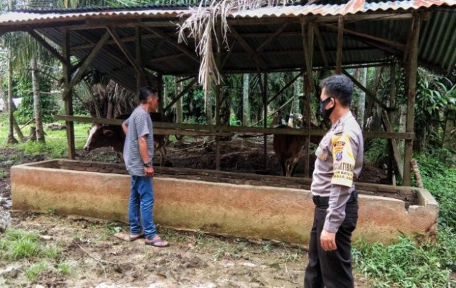 
					Cegah Penyakit Kuku dan Mulut Pada Hewan Ternak, Polsek Air Batu Turun Kelapangan