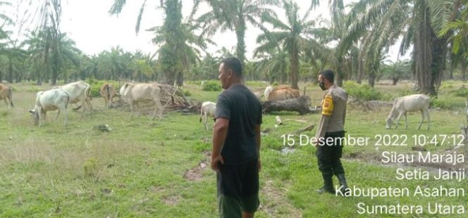 
					Bhabinkamtibmas Polsek Prapat Janji Cek Ternak Lembu Warga Binaan, Cegah PMK