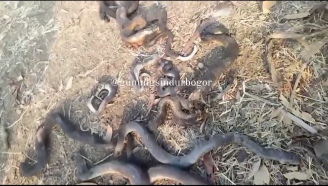 
					Lahan Kosong Di Gunungsindur Kebakaran, Puluhan Ekor Ular Berbagai Jenis Ukuran Ikut Terbakar