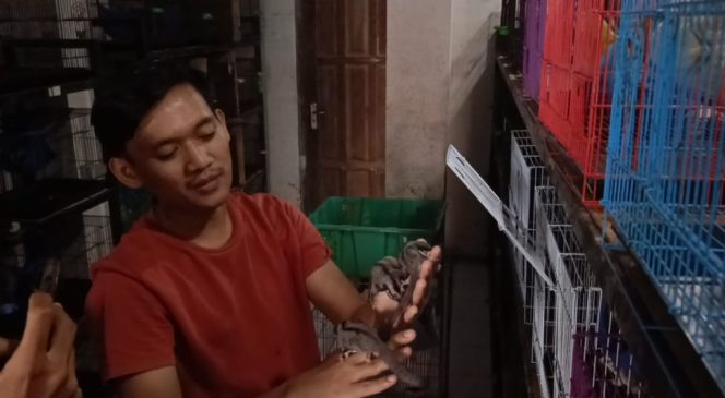 
					Sukses Budidaya Sugar Glider, Pemuda di Pamijahan Bogor Meraup Keuntungan Jutaan Rupiah