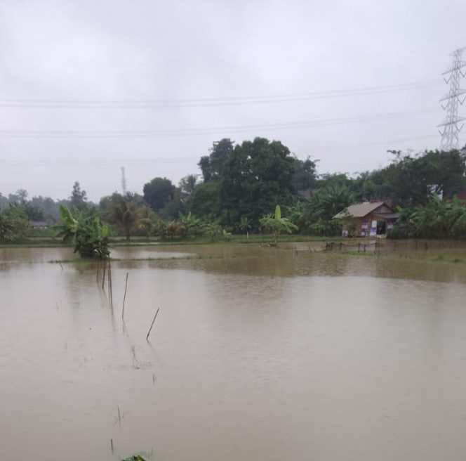 
					Dilanda Hujan Deras Kali Cibeuteung Babakan Meluap, Hektaran Tambak Milik Warga Terendam