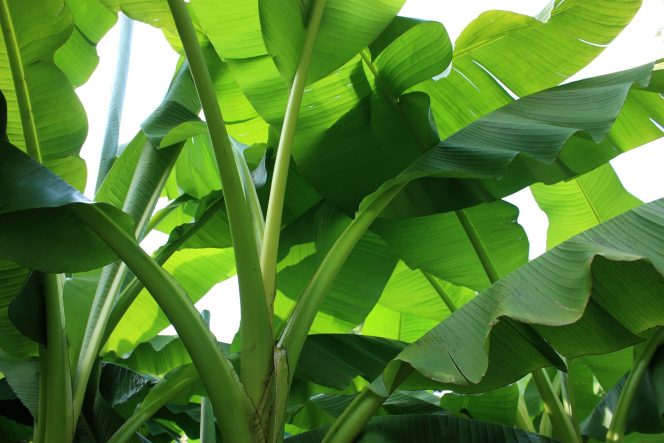 
					9 Manfaat Daun Pisang untuk Kesehatan dan Kehidupan Sehari-hari