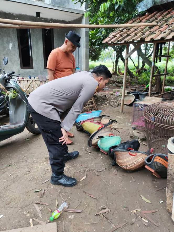 
					Polsek Gunung Putri Gerebek Lokasi Judi Sabung Ayam di Desa Cikeas Udik, Belasan Motor dan Ayam Disita